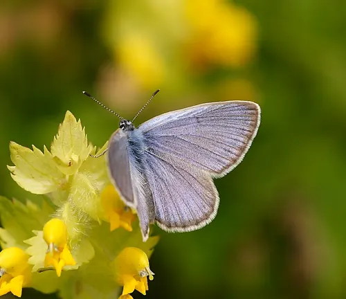 Large Blue Butterfly - Forestry.com