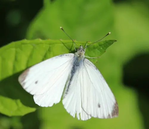 A white butterfly perches on a leaf, basking in the sunlight. It is an adult stage "Large White Butterfly".