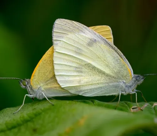 A white butterfly perches on a yellow flower, showcasing the feeding habits of the "Cabbage White Butterfly".