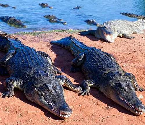 Crocodiles at Kangaroo Island Crocodile Farm, featuring reproduction of Saltwater Crocodile.