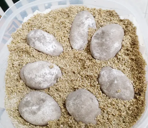 Plastic container filled with rocks and sand for nesting and incubation of Blue Iguana.