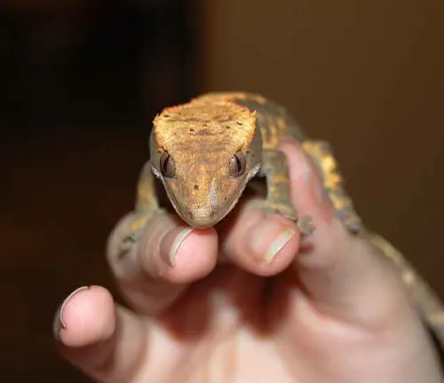 A person gently holding a Crested Gecko in their hand, showcasing the unique patterns on its skin.