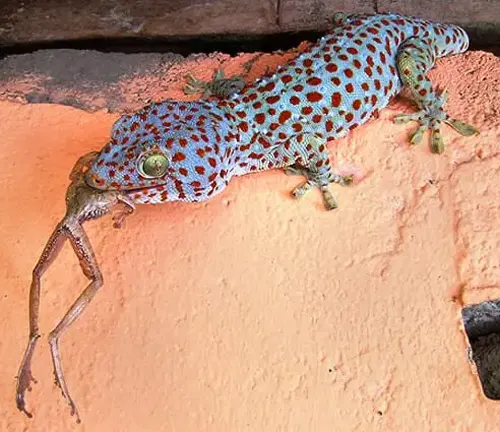 A Tokay Gecko carrying a frog on its back.