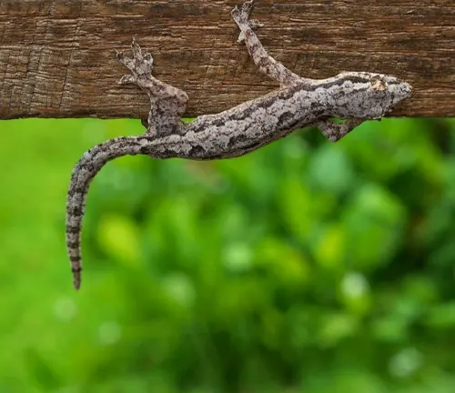 Asian House Gecko
(Hemidactylus frenatus)