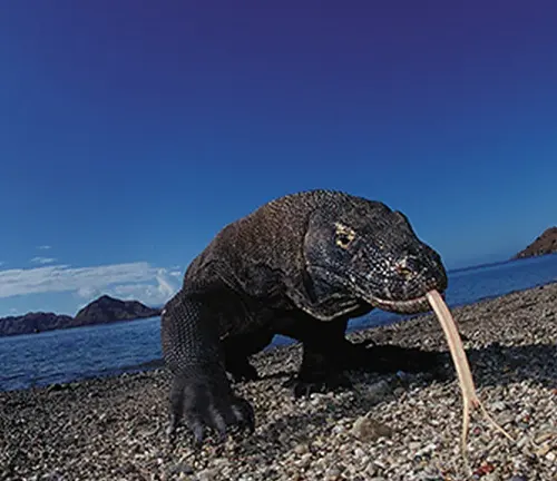 Komodo dragon