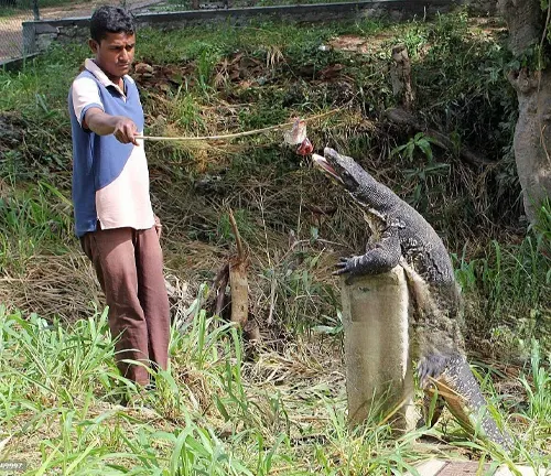 A man feeding an alligator in the grass. The alligator is an Asian Water Monitor, known for its interaction with humans.