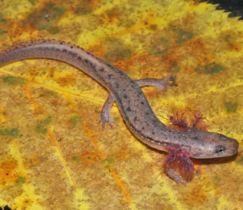 A brown salamander on a yellow leaf.
