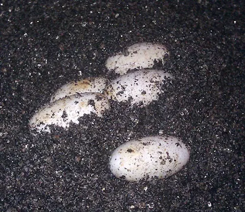 A group of eggs in black and white dirt, belonging to the "Emerald Tree Monitor" species, symbolizing reproduction.