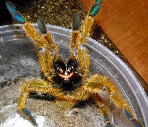 A close-up photo of an "Orange Baboon Tarantula" showing its vibrant orange color and hairy body.