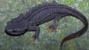 Ziegler's Crocodile Newt