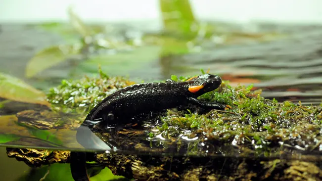 A black Taliang Knobby Newt with orange markings on mossy wood in water.