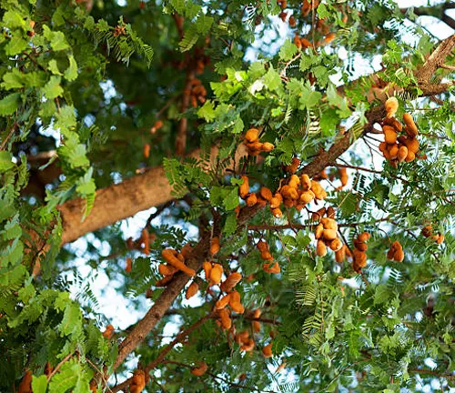 Legumes Tree - Ripe orange fruits on a tree with feathery green leaves