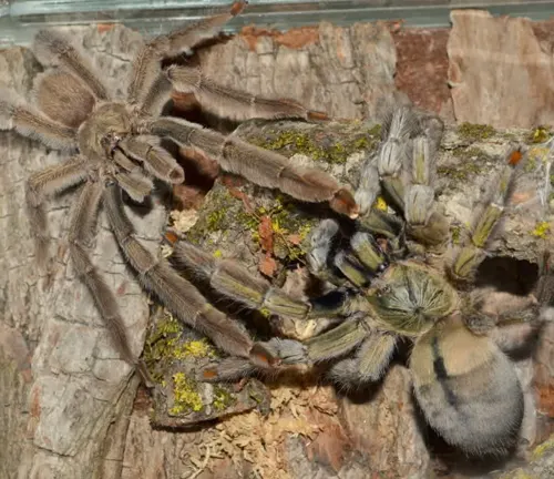 A Trinidad Chevron Tarantula and a spider resting on a log.