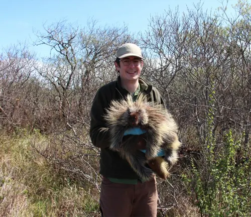 A man holding a North American Porcupine in a field, highlighting conflicts with humans.