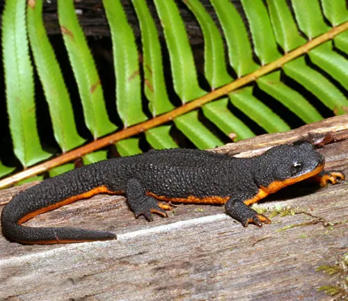 Rough-skinned California Newt on wood, with a bright orange belly and fern leaves in the background.