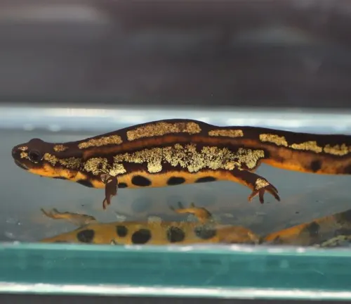 A Chinese Fire Belly Newt swimming in water, with distinctive yellow and black mottled patterns on its back."
