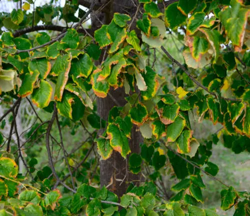 Close-up of tree leaves with edges turning brown, signaling early autumn