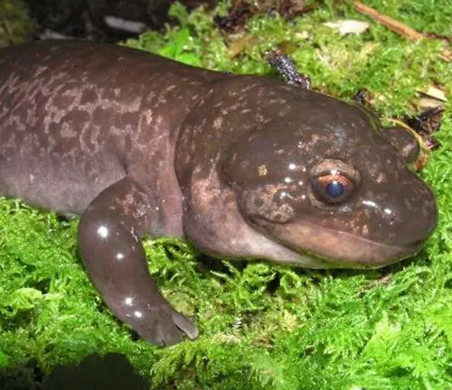 A Coastal Giant Salamander resting on vibrant green moss, with a focus on its large head and eye.





