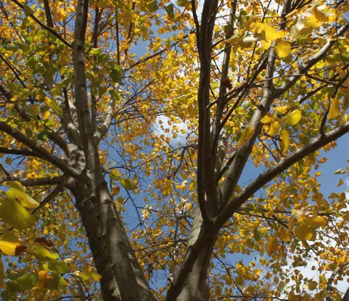 Upward view of a tree with yellowing leaves against a bright autumn sky