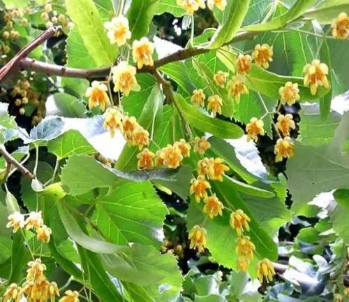 Cluster of small yellow flowers amid bright green leaves on a linden tree