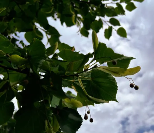 Silhouette of linden leaves and fruit against a cloudy sky