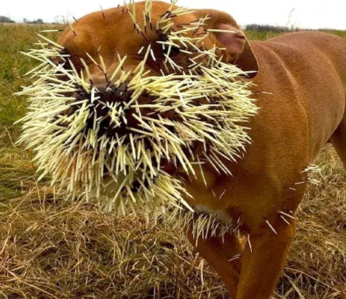 Dog holding grass in mouth, resembling Indian Porcupine interaction with humans.