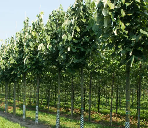 Row of young, cultivated Tilia platyphyllos trees supported by stakes in a nursery setting, with a backdrop of smaller trees