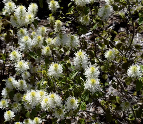 Fluffy white flowers blooming on a shrub with dark green leaves, in bright sunlight