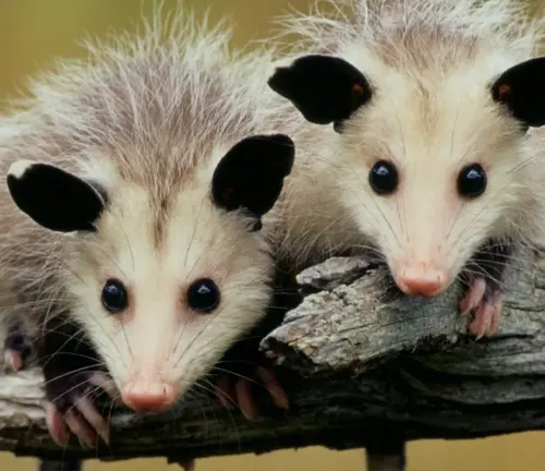 Two Southern Opossums perched on a branch, showcasing their solitary nature.