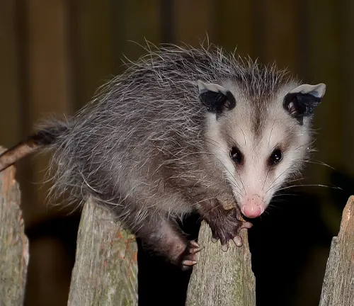 A Black-eared Opossum perched on a wooden fence.