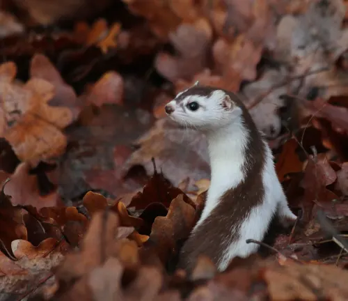 A Long-tailed Weasel camouflaged in leaves, showcasing its stealthy nature.
