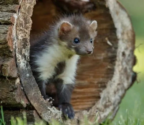 A European Pine Marten sitting in a hole in the ground, showcasing its natural habitat and behavior.
