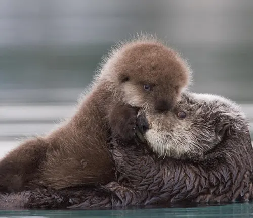 A baby sea otter swims next to its mother in the water. "Sea Otter" Life Cycle.