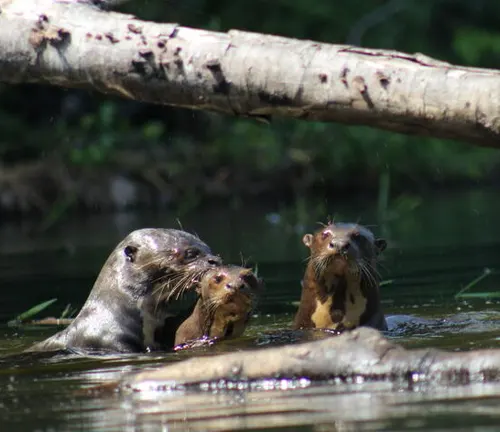 Two Giant Otters swimming together in the water.