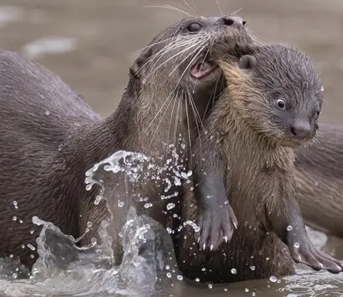 Two otters frolicking in the water, showcasing the playful nature of "Smooth-coated Otter" during their reproduction and life cycle.