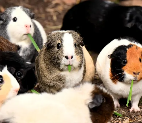 A group of Abyssinian Guinea Pigs happily munching on grass together.