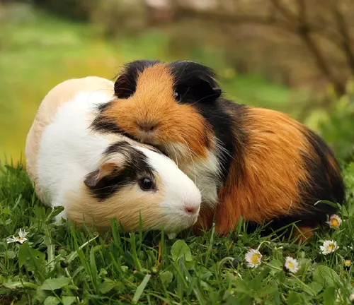 Two American Guinea Pigs sitting on grass together.