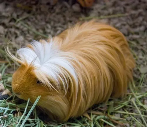 A Coronet Guinea Pig with a white mane sitting on grass. Grooming requirements for this breed.