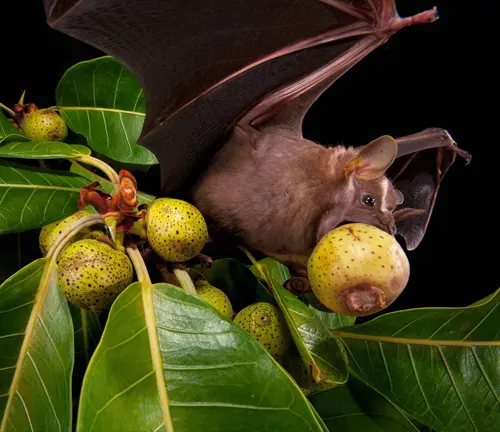 A Kitti's Hog-nosed bat perched on a tree, eating fruit.