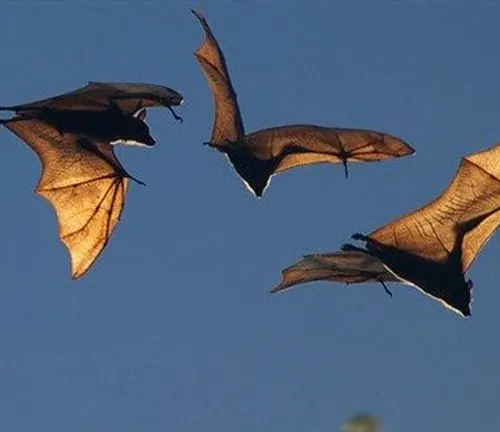 Bats soaring through the sky, engaged in "Flying Fox" communication.