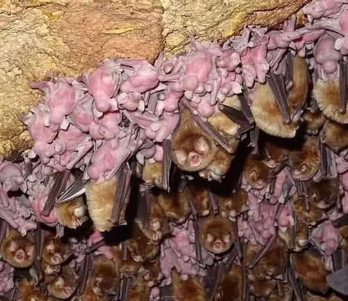 Several Big Brown Bats hanging upside down from the ceiling.