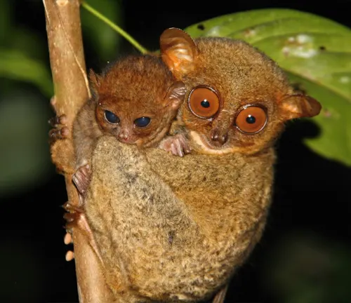 A baby Philippine Tarsier clinging to a branch, with its large round eyes and tiny body.