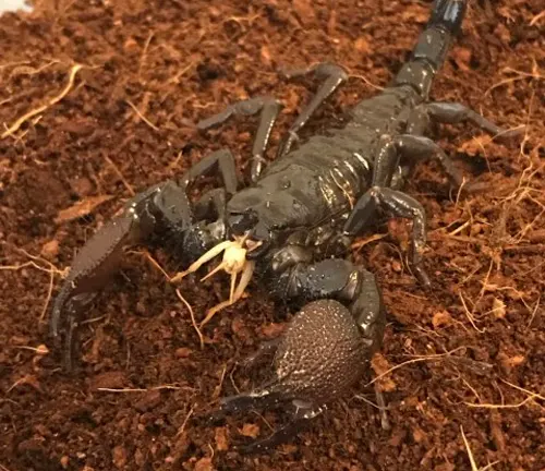 Emperor Scorpion with black body and yellow legs, known for its unique diet and feeding habits.