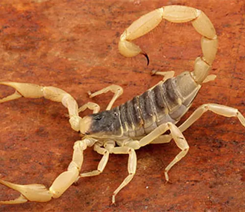 A scorpion with spread-out legs on wood. Image titled "Giant Hairy Scorpion" showcasing survival adaptations.