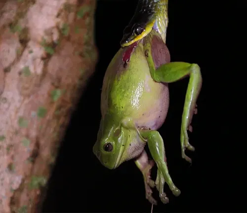 A tree frog hanging from a branch, showcasing its ability to cling onto surfaces. Beware of predators.