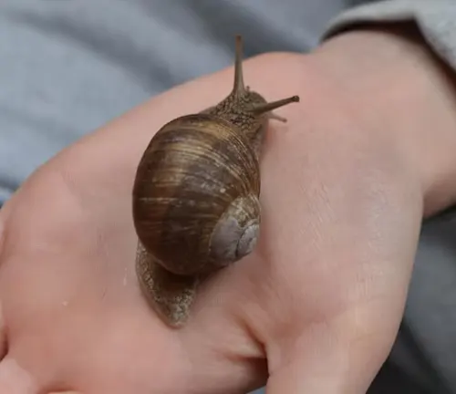 A Roman Snail calmly rests on a person's hand, showcasing a peaceful interaction between nature and humanity.