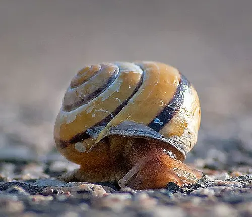 A snail slowly moves on the ground during daylight.