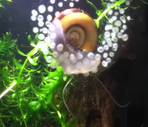 A "Ramshorn Snail" with shell and plant in water, showcasing egg deposition and hatching.