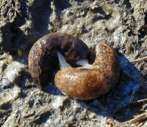A "Gray Garden Slug" lying in the mud on the ground.