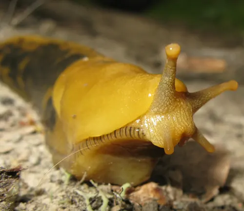 A yellow-headed slug with long legs, known as the "Banana Slug," holds cultural significance.